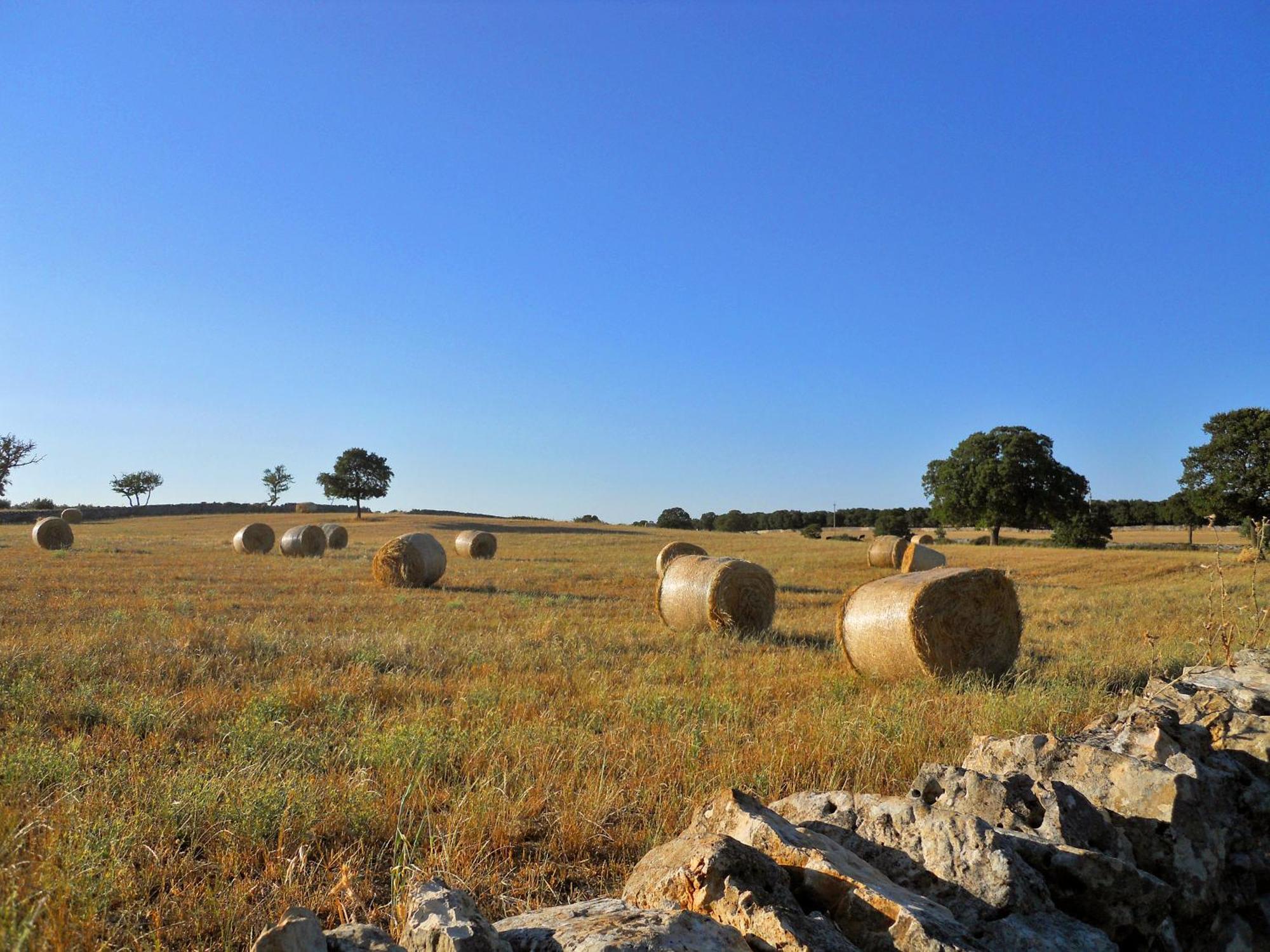 אלברובלו Agriturismo Masseria Casa Busciana מראה חיצוני תמונה